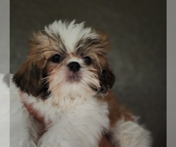 Medium Photo #1 Shih Tzu Puppy For Sale in WESLEY CHAPEL, FL, USA