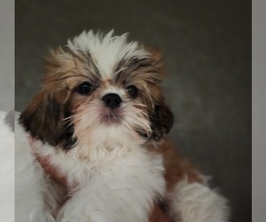 Shih Tzu Puppy for sale in WESLEY CHAPEL, FL, USA