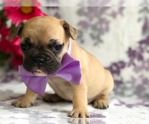 French Bulldog Puppy for sale in CLAY, PA, USA