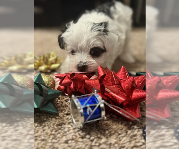 Medium Photo #5 Mal-Shi Puppy For Sale in FARMINGTON, MN, USA