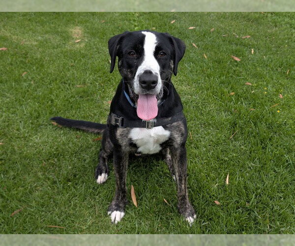 Medium Photo #2 Plott Hound-Unknown Mix Puppy For Sale in San Clemente, CA, USA