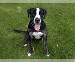 Small #1 Plott Hound Mix