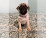 Puppy 4 Pug