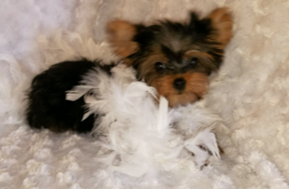 Yorkshire Terrier Puppy for sale in BARNETT, MO, USA