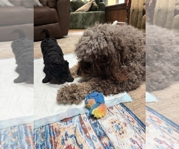 Medium Photo #11 Aussiedoodle Puppy For Sale in ASHEVILLE, NC, USA