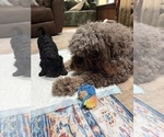 Small Photo #11 Aussiedoodle Puppy For Sale in ASHEVILLE, NC, USA