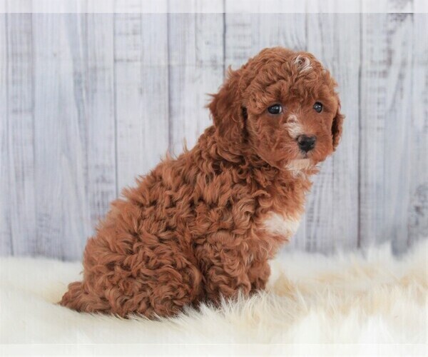 Medium Photo #4 Poodle (Miniature) Puppy For Sale in APPLE CREEK, OH, USA