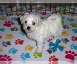 Small #4 Maltese