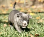 Small Photo #19 American Bully Puppy For Sale in NIXA, MO, USA