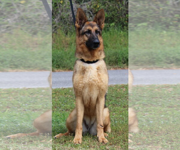 Medium Photo #4 German Shepherd Dog Puppy For Sale in Prattville, AL, USA