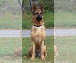 Small #3 German Shepherd Dog