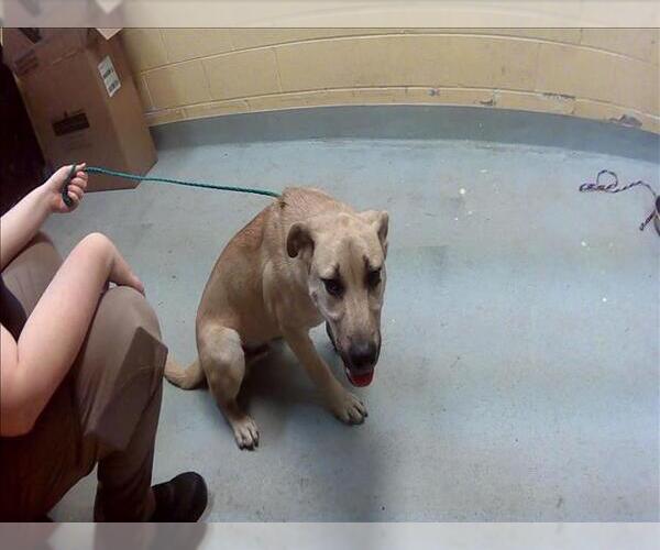Medium Photo #1 Labrador Retriever-Unknown Mix Puppy For Sale in Tulsa, OK, USA