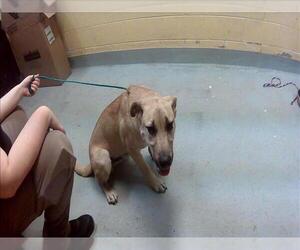 Labrador Retriever-Unknown Mix Dogs for adoption in Tulsa, OK, USA