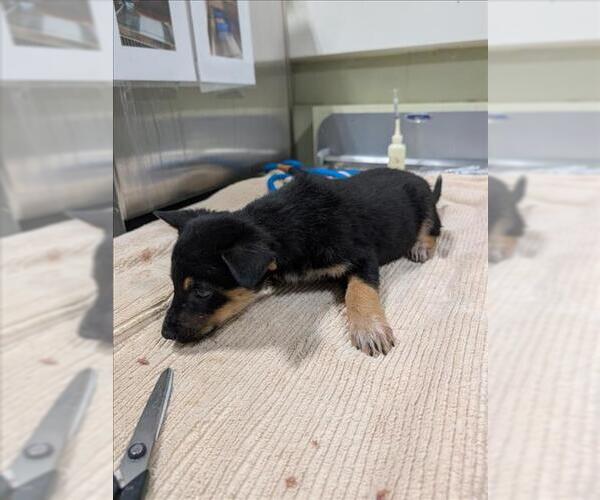 Medium Photo #1 Mutt Puppy For Sale in Upland, CA, USA