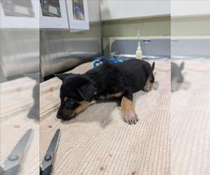 Mutt Dogs for adoption in Upland, CA, USA