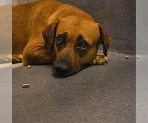 Labrador Retriever-Unknown Mix Dogs for adoption in San Antonio, TX, USA