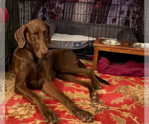 Scooby - Male Doberman Pinscher Dog for Adoption - Photo #3