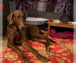 Small Photo #3 Doberman Pinscher Puppy For Sale in Buffalo, MN, USA
