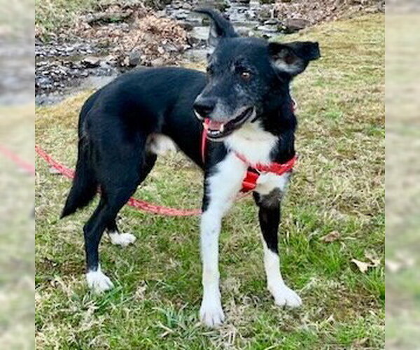 Medium Photo #22 Border Collie Puppy For Sale in Canton, CT, USA