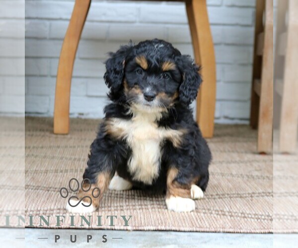 Medium Photo #2 Bernedoodle (Miniature) Puppy For Sale in NARVON, PA, USA