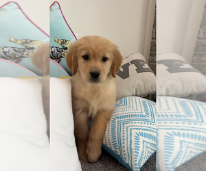 Golden Retriever Puppy for sale in PARAGON, IN, USA