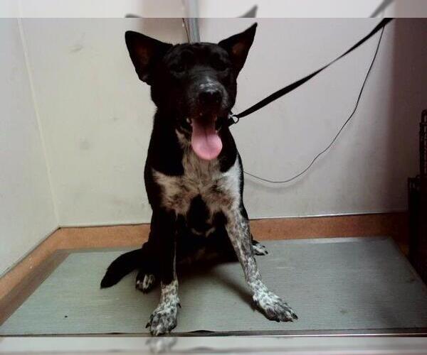 Medium Photo #1 Border Collie-Unknown Mix Puppy For Sale in Martinez, CA, USA