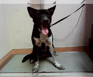 Border Collie-Unknown Mix Dogs for adoption in Martinez, CA, USA