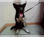 Small Border Collie Mix