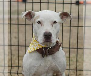 American Staffordshire Terrier-Unknown Mix Dogs for adoption in San Antonio, TX, USA