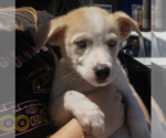 Small #3 Australian Shepherd Mix