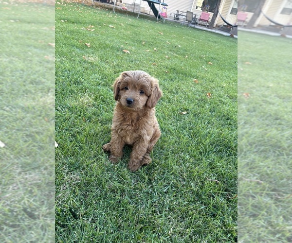 Medium Photo #1 Goldendoodle (Miniature) Puppy For Sale in SPRINGVILLE, UT, USA