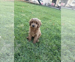 Medium Goldendoodle (Miniature)