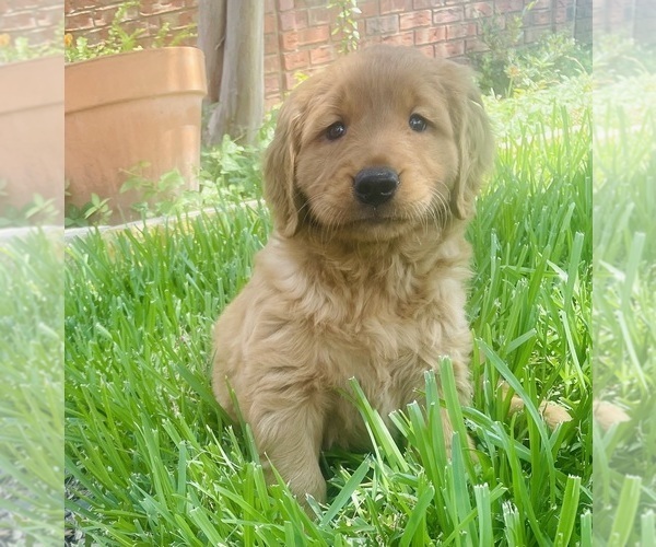 Medium Photo #11 Golden Retriever Puppy For Sale in BEDFORD, TX, USA