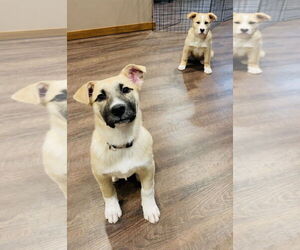 Pistachio - Female Shepradors Dog for Adoption - Photo #4