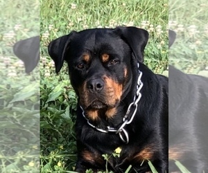 Mother of the Rottweiler puppies born on 02/28/2019