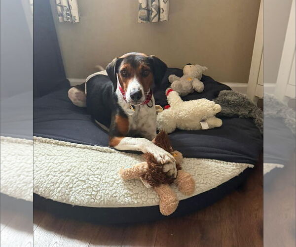 Medium Photo #5 Mutt Puppy For Sale in Oakhurst, NJ, USA