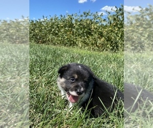 Pembroke Welsh Corgi Puppy for sale in ARTHUR, IL, USA