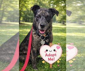 Stella - Female Catahoula Leopard Dog-Unknown Mix Dog for Adoption - Photo #5