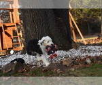 Small Photo #23 Old English Sheepdog Puppy For Sale in MARIONVILLE, MO, USA