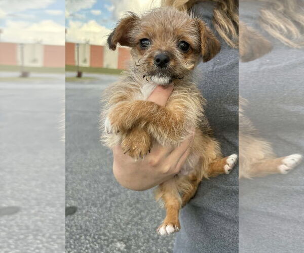 Medium Photo #1 Chihuahua-Unknown Mix Puppy For Sale in pomfret, CT, USA