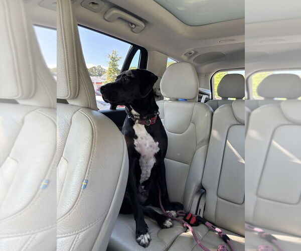 Medium Photo #6 Mutt Puppy For Sale in Elmsford, NY, USA