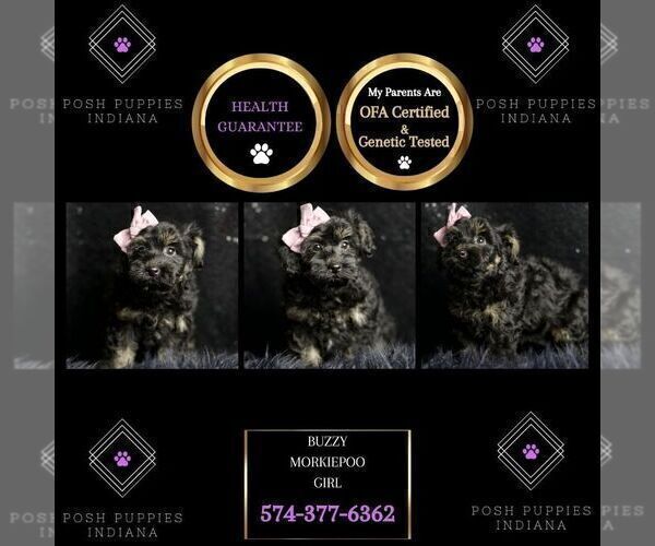 Medium Photo #2 Morkie Puppy For Sale in WARSAW, IN, USA