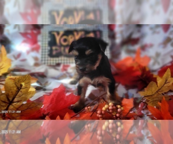 Medium Photo #106 Yorkshire Terrier Puppy For Sale in AKRON, OH, USA