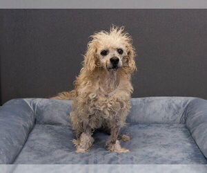 Maltipoo Dogs for adoption in Pasadena, CA, USA