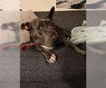 Small #3 American Bulldog-American Staffordshire Terrier Mix