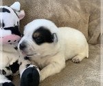 Puppy Puppy 5 Beagle