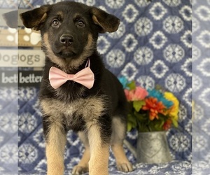 German Shepherd Dog Puppy for sale in LANCASTER, PA, USA