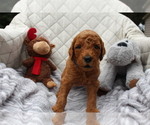 Small Photo #5 Goldendoodle Puppy For Sale in SARASOTA, FL, USA
