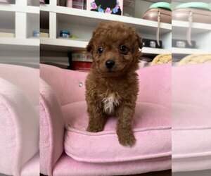 Poodle (Toy) Puppy for sale in BEVERLY HILLS, CA, USA