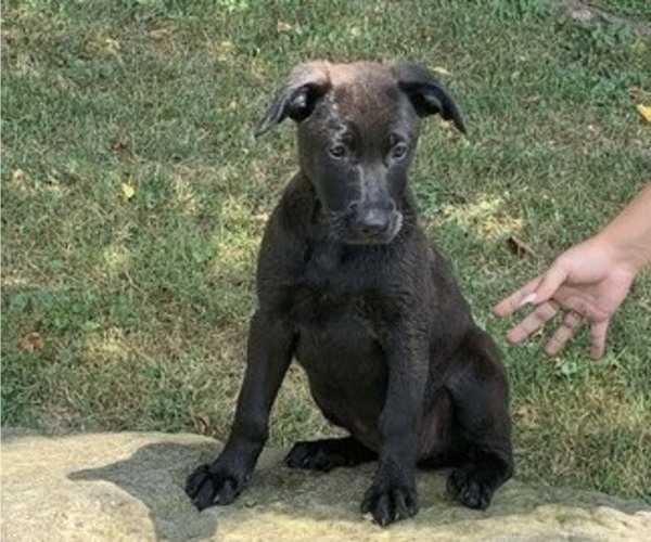 Medium Photo #3 Shepradors Puppy For Sale in QUAKER CITY, OH, USA